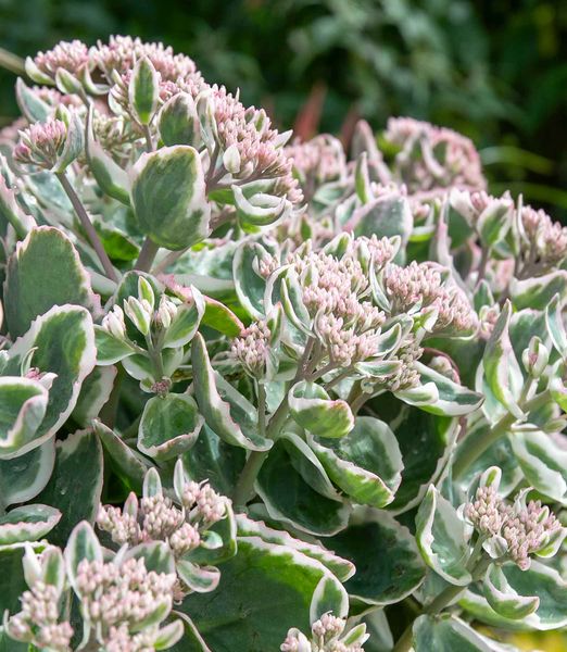 Sedum telephium 'La Vien Rose'